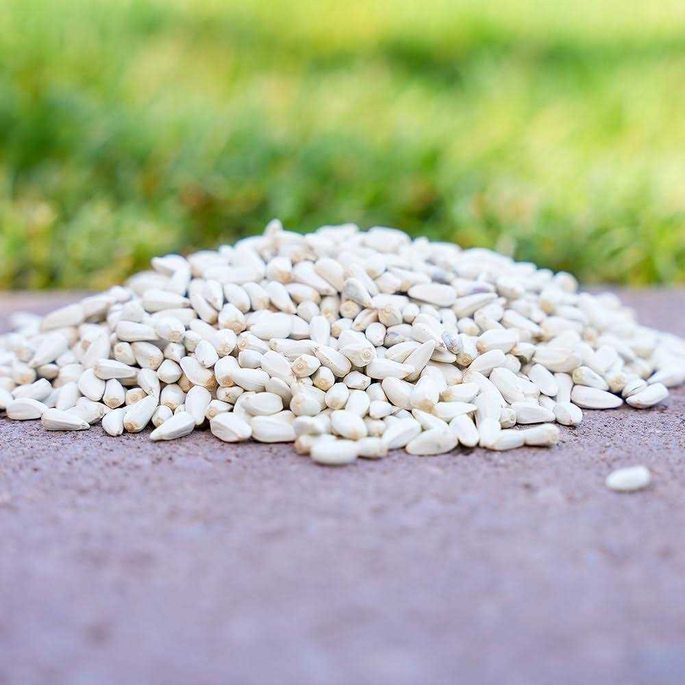Safflower Seeds Wild Bird Food F200