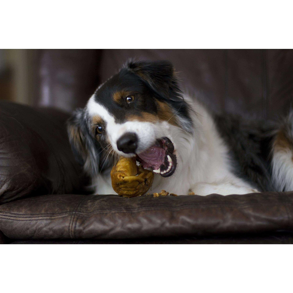 Dog Treats V5257