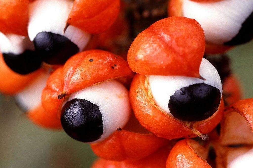 Guarana Paullinia cupana C616140