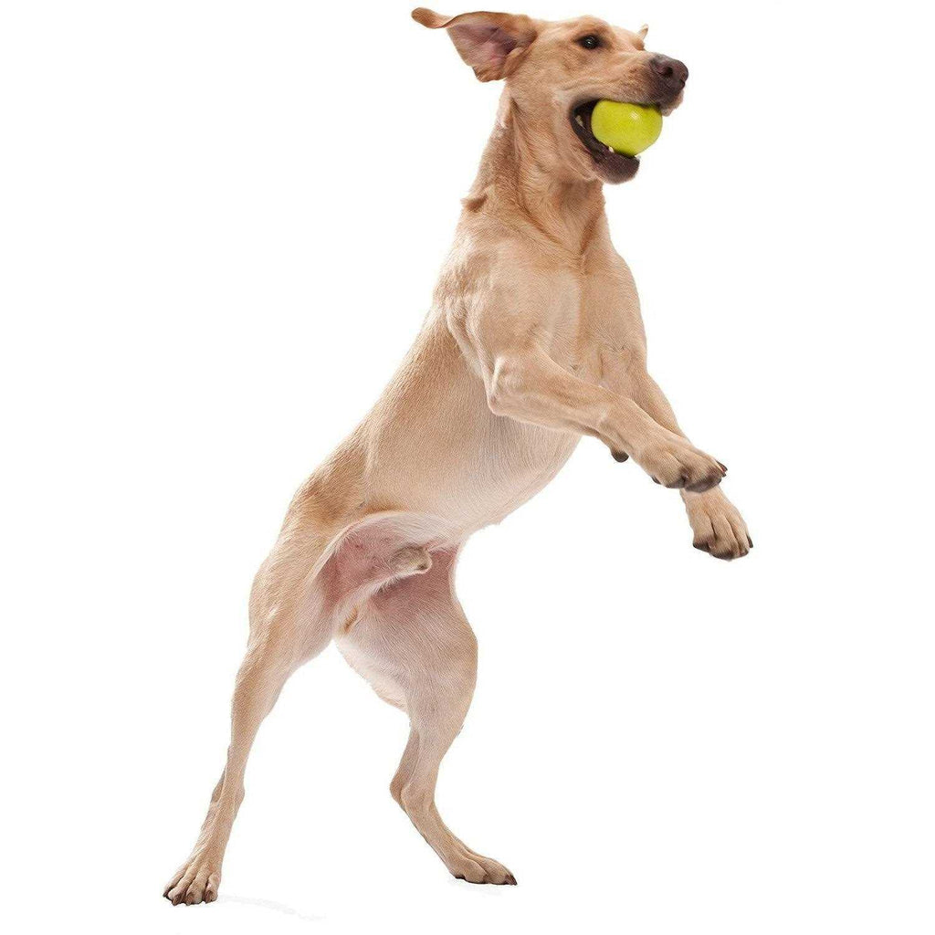 Dog Toy F36268
