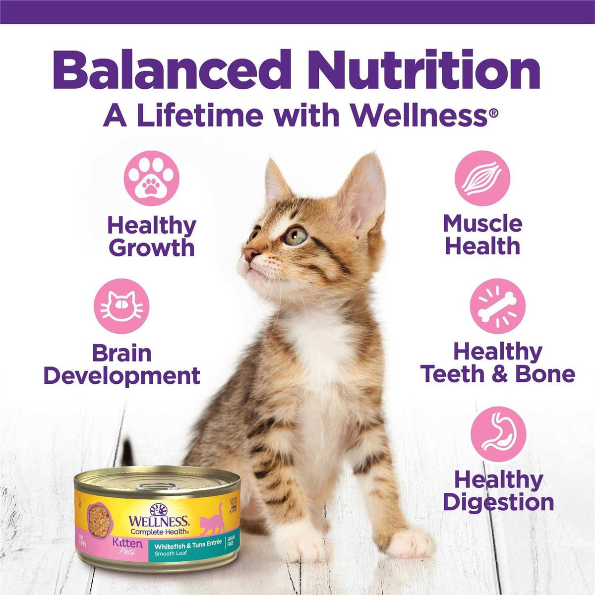 Kitten Canned Wet Cat Food G9686