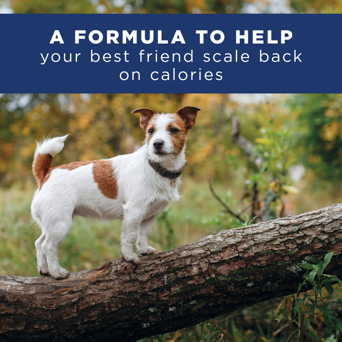 28 lb Chicken Meal Salmon Meal Barley Formula Dog Food K804