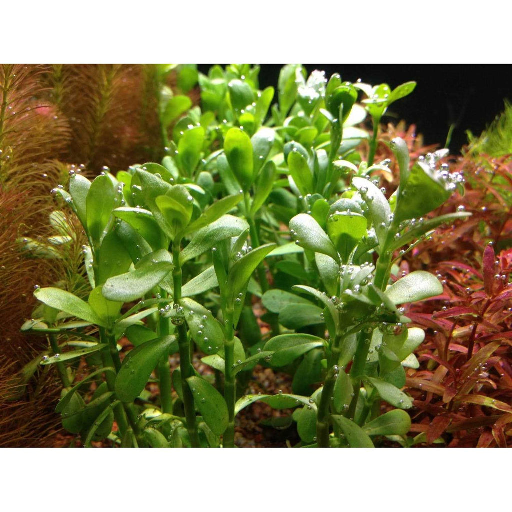 Potted Live Aquarium Plants K676