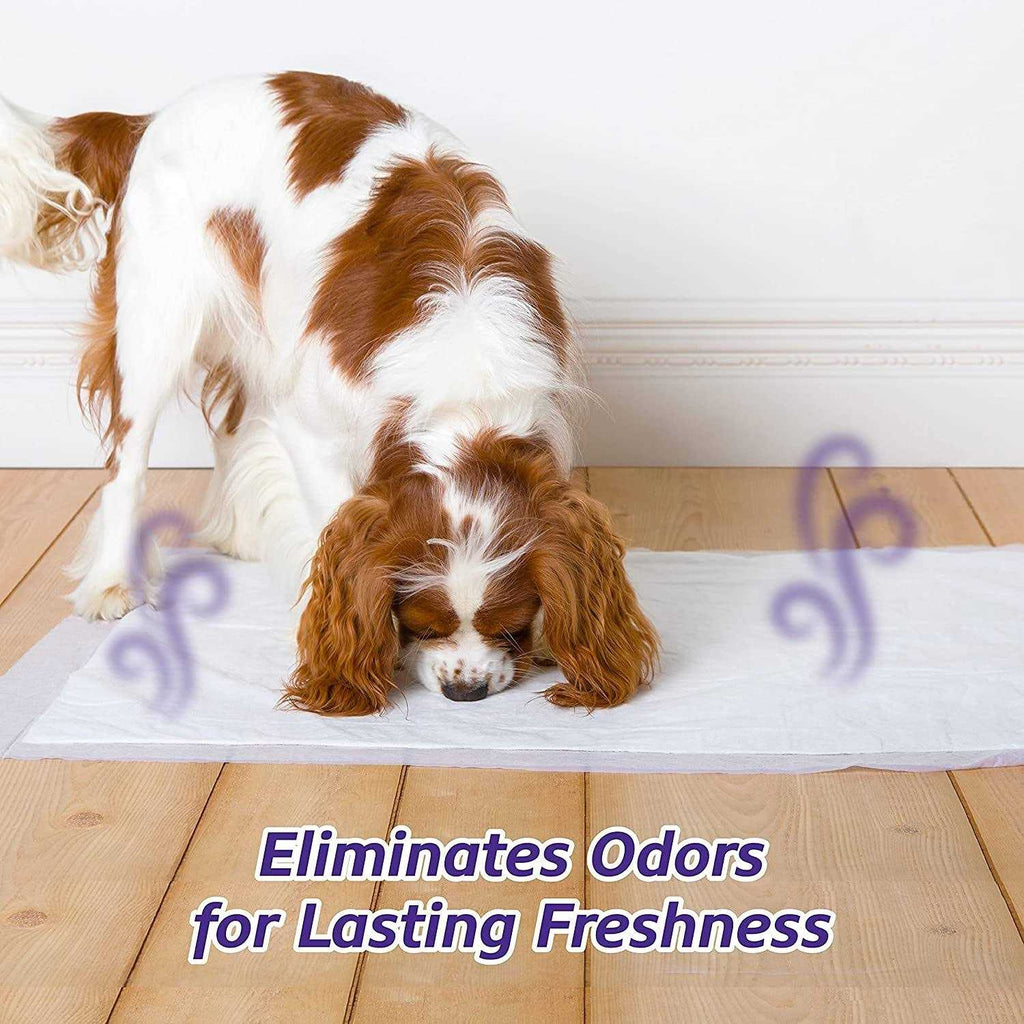 Lavender Scent Odor Eliminating Dog Pads I50315