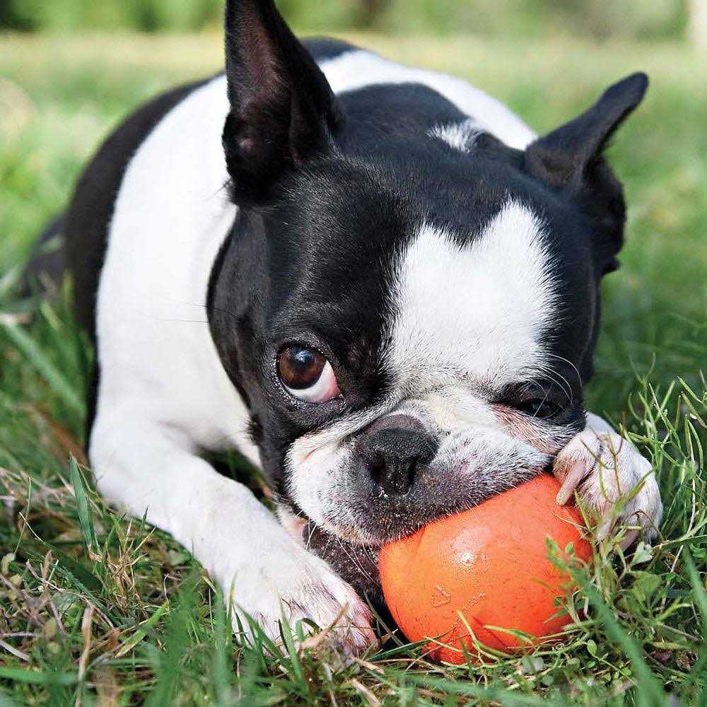 Dog Toy F36268