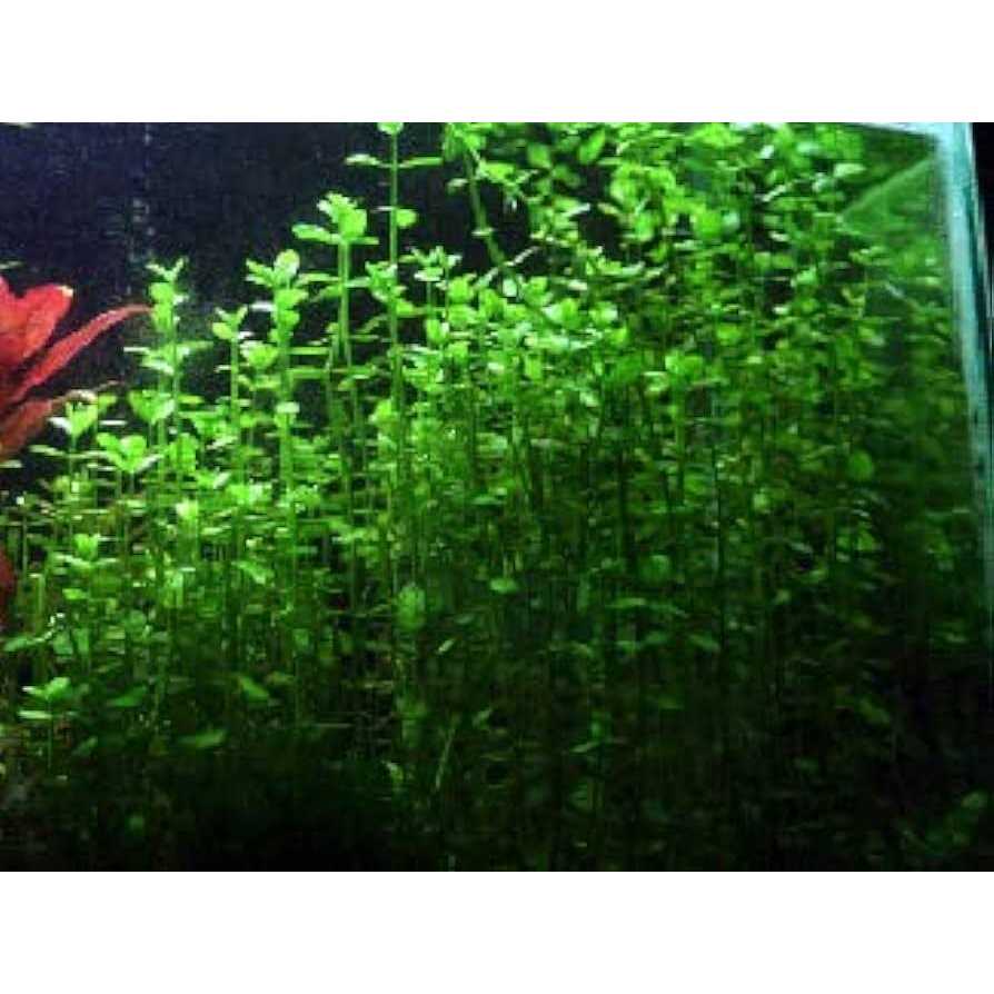 Potted Live Aquarium Plants K676