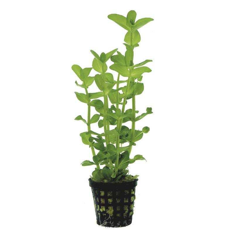 Potted Live Aquarium Plants K676