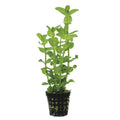 Potted Live Aquarium Plants K676